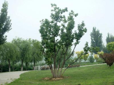 叢生蒙古櫟